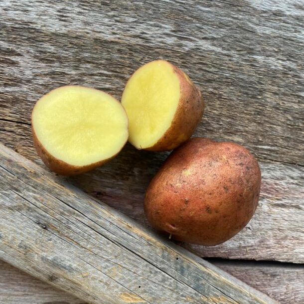 Red Gold Seed Potato Organic Keene Garlic