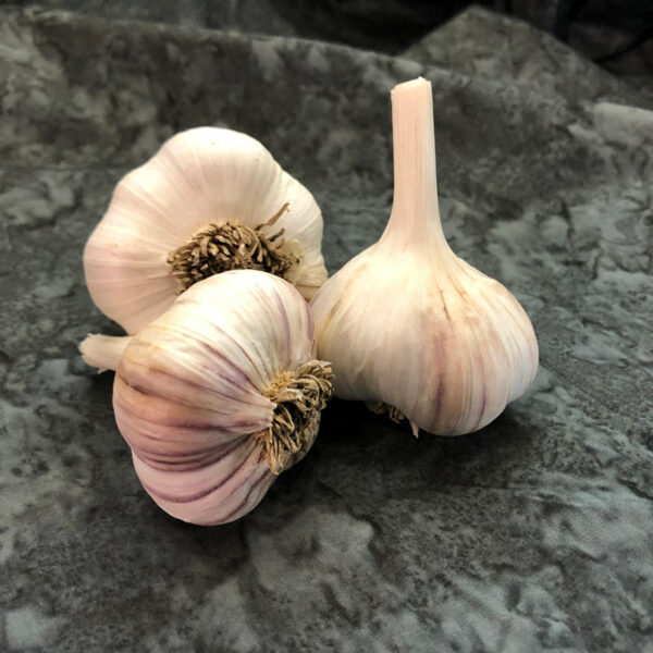 Siberian Naturally Grown Garlic Bulbs