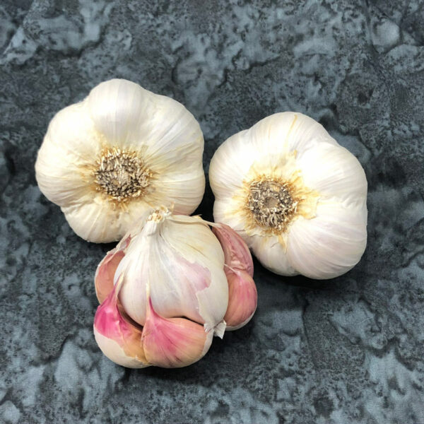 Silver Rose Garlic Bulbs for Spring Planting