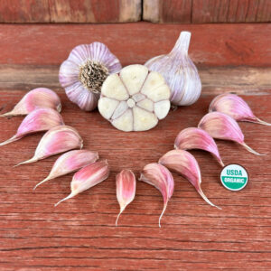 Pehoski Purple Certified Organic Garlic Bulbs