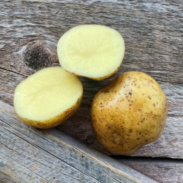 Yukon Gold Seed Potato Organic Keene Garlic 0940