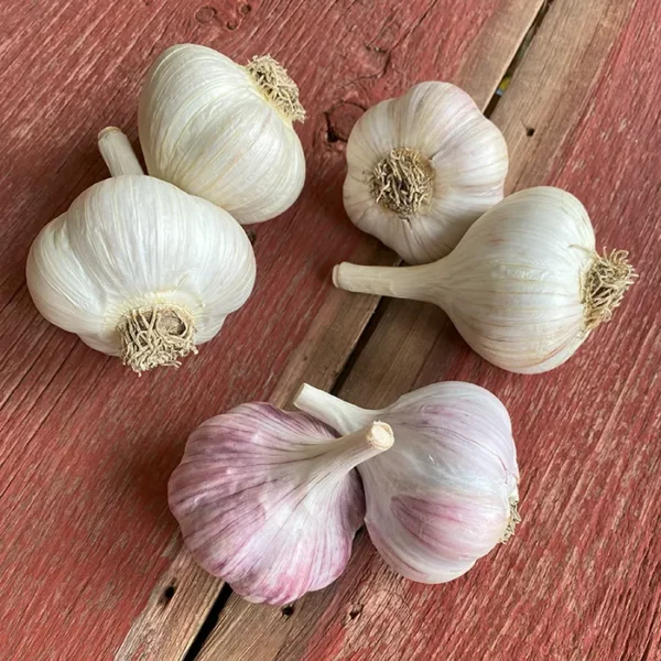 Heirloom Garlic Planting Sampler 1lb