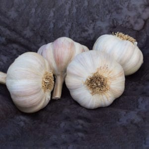 Amish Rocambole Certified Organic Garlic Bulbs
