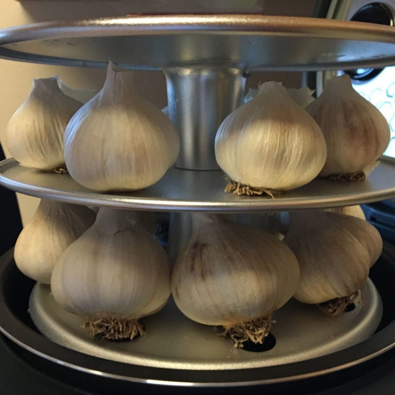 Buy Garlic Bulbs for making Black Garlic Certified Organic