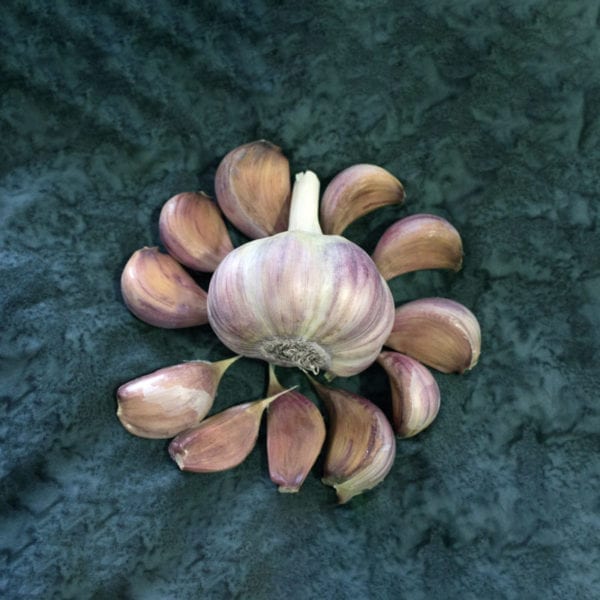 Chesnok Red Naturally Grown – Spring Garlic Bulbs
