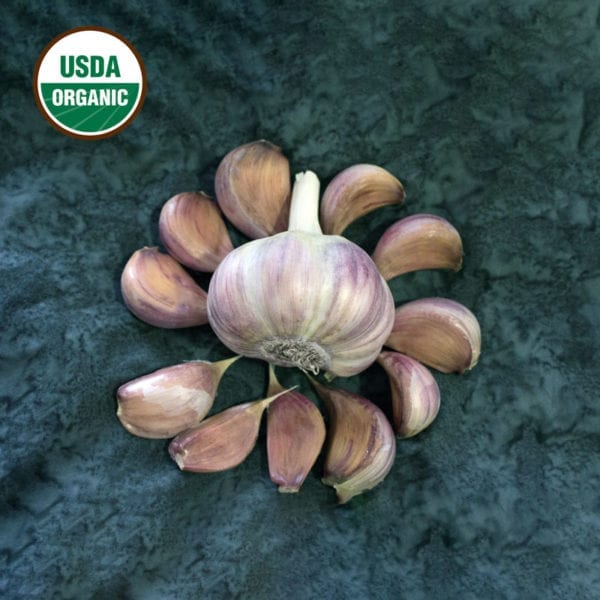Chesnok Red Certified Organic – Spring Garlic Bulbs