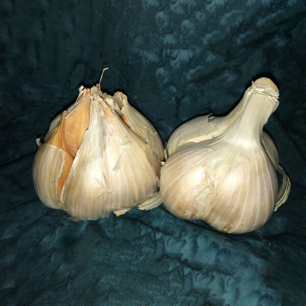 Buy Organic Garlic Bulbs Planting &amp; Eating Garlic Bulbs