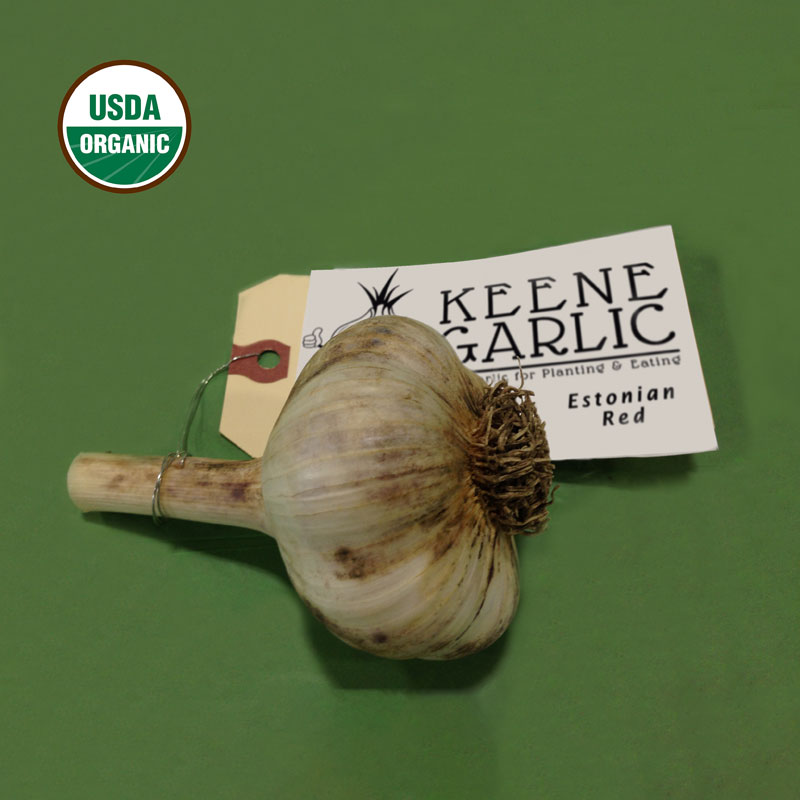 Estonian Red Certified Organic Garlic Bulbs
