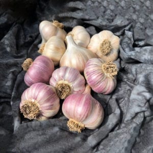 1st Time Garlic Growers Package