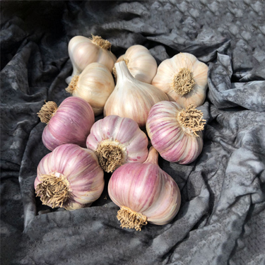 First-Time-Grower-S-Keene-Garlic-0--no-watermark