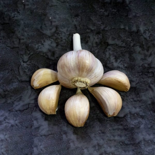 Georgian Fire Naturally Grown Garlic Bulbs