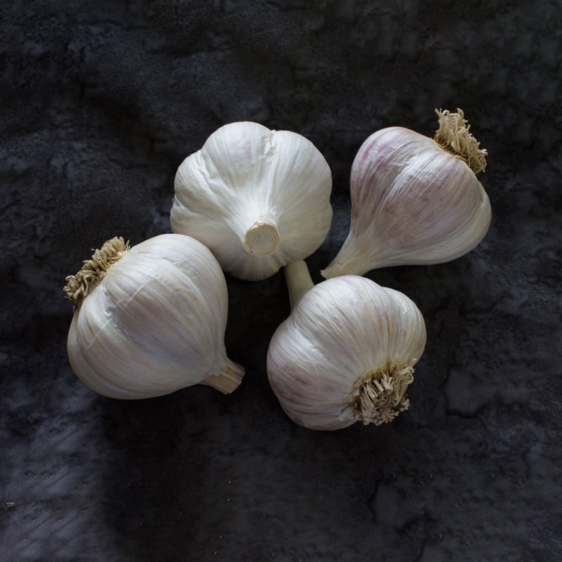 40 Giant Garlic clove Wight garlic cloves/seeds or 4 bulbs Hardy Bulb/clove 