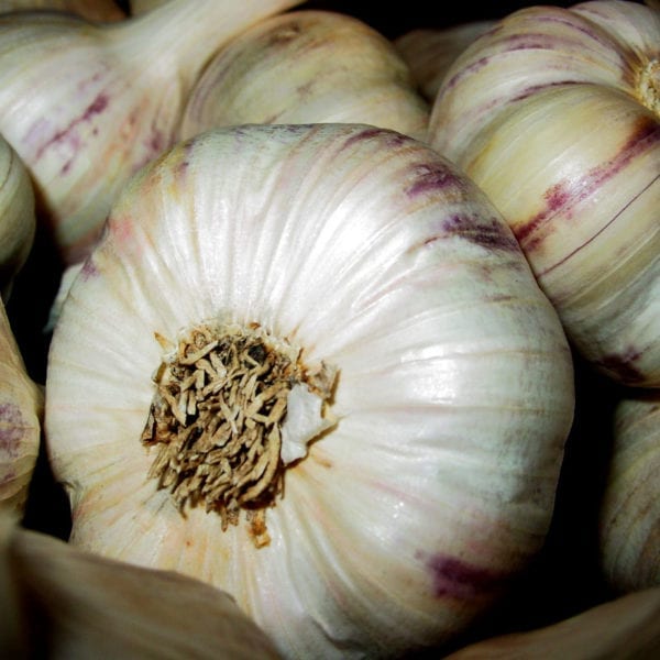 Inchelium Red Certified Organic Garlic Bulbs