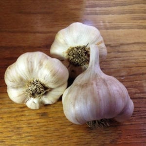 Kettle River Giant Naturally Grown Garlic Bulbs