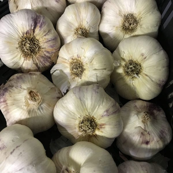 Metechi Naturally Grown Garlic Bulbs