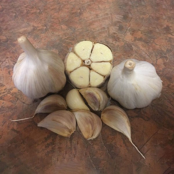 Music Naturally Grown Garlic Bulbs