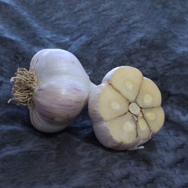Northern White Naturally Grown Garlic Bulbs