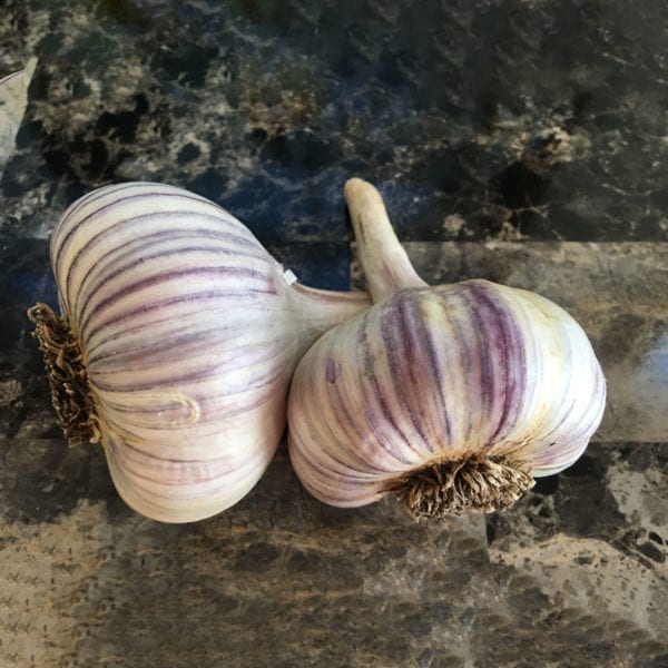 Pehoski Purple Naturally Grown Garlic Bulbs