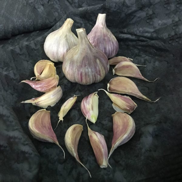 Persian Star Naturally Grown Garlic Bulbs