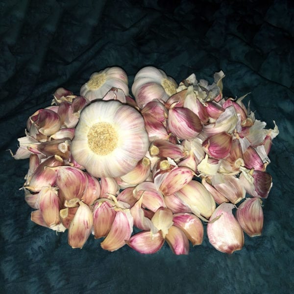 Garlic Planting Cloves - Discounted Price!