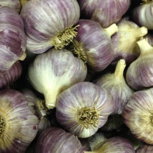 Russian Giant Naturally Grown Garlic Bulbs