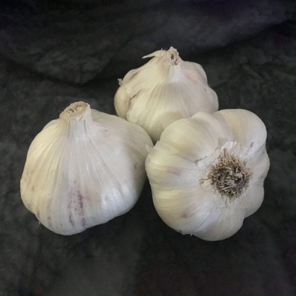 Early Italian Softneck Certified Organic Garlic Bulbs