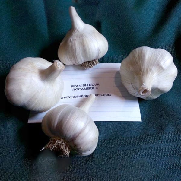 Spanish Roja Naturally Grown Garlic Bulbs