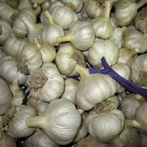 Spanish Roja Naturally Grown Garlic Bulbs