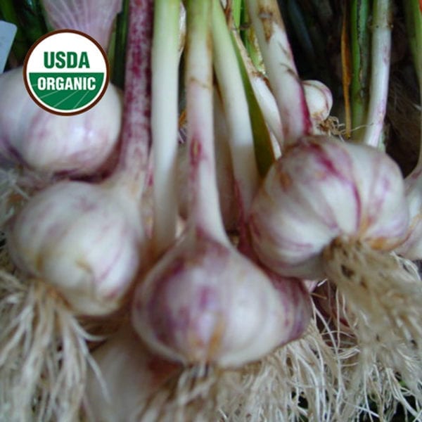 Spanish Roja Certified Organic Garlic