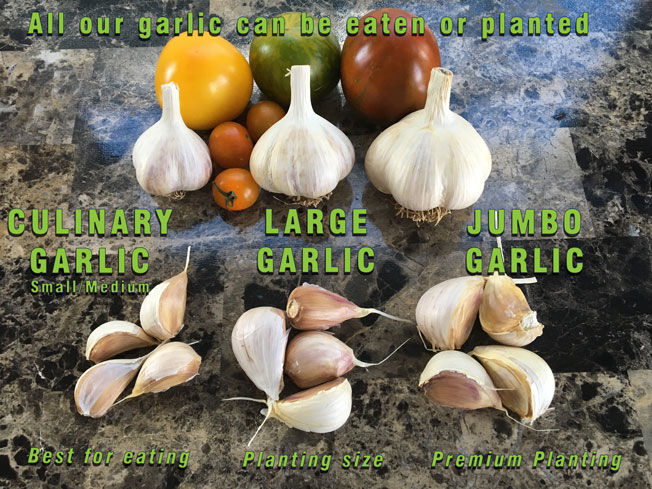 Garlic Bulb and clove size