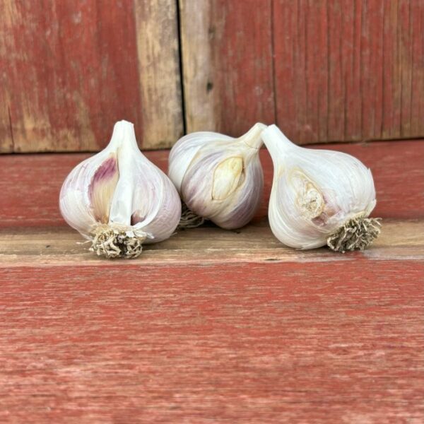 Imperfect Garlic Bulbs
