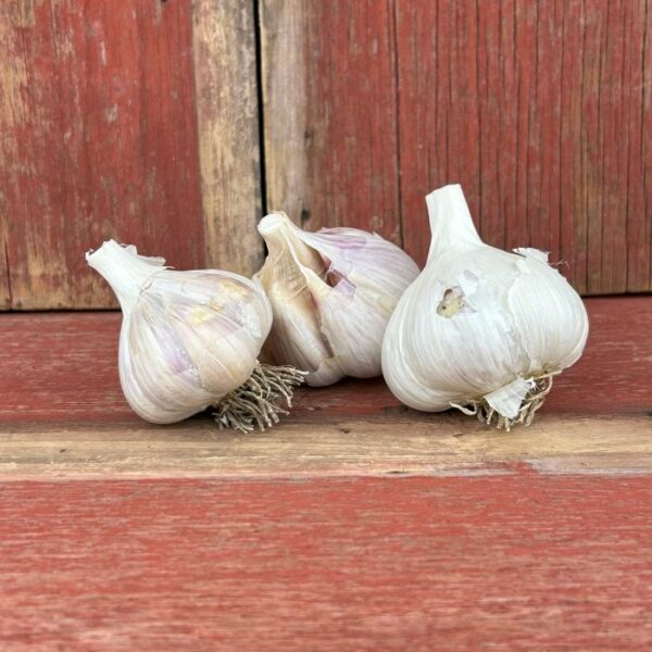 Imperfect Garlic Bulbs