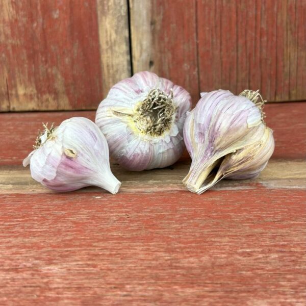 Imperfect Garlic Bulbs