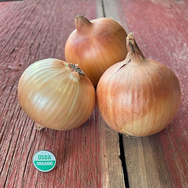 Calibra Onion Plants - Certified Organic