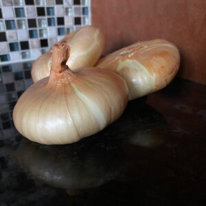 Cipollini Gold Coin Onion Transplants- Certified Organic