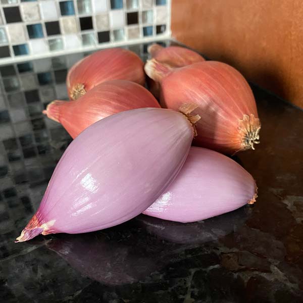 Growing Organic Shallots