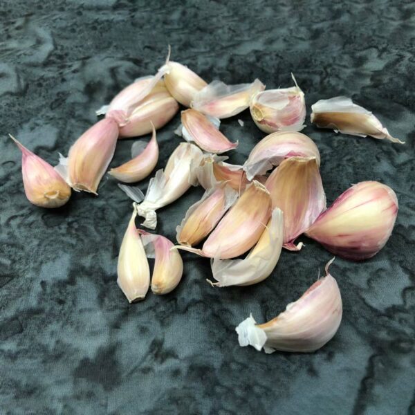 Inchelium Red Certified Organic - Spring Planting Garlic Bulbs