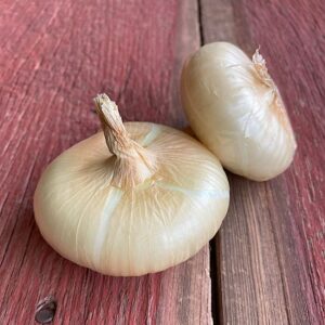 Cipollini Gold Coin Onion Plants - Certified Organic