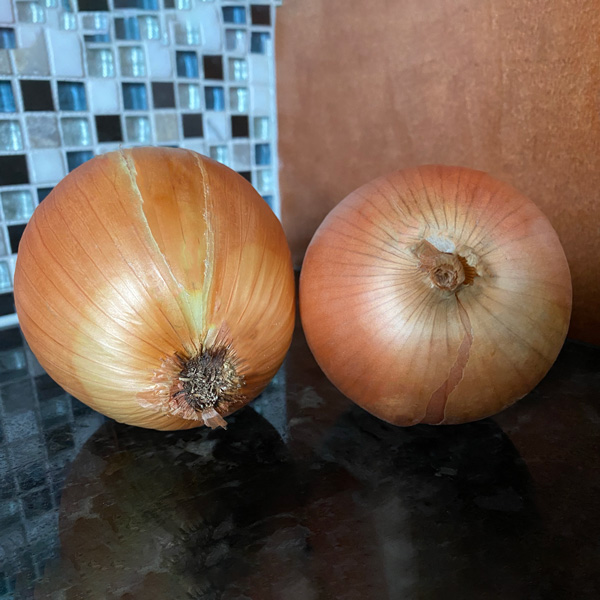 Sedona Onion Transplants - Certified Organic