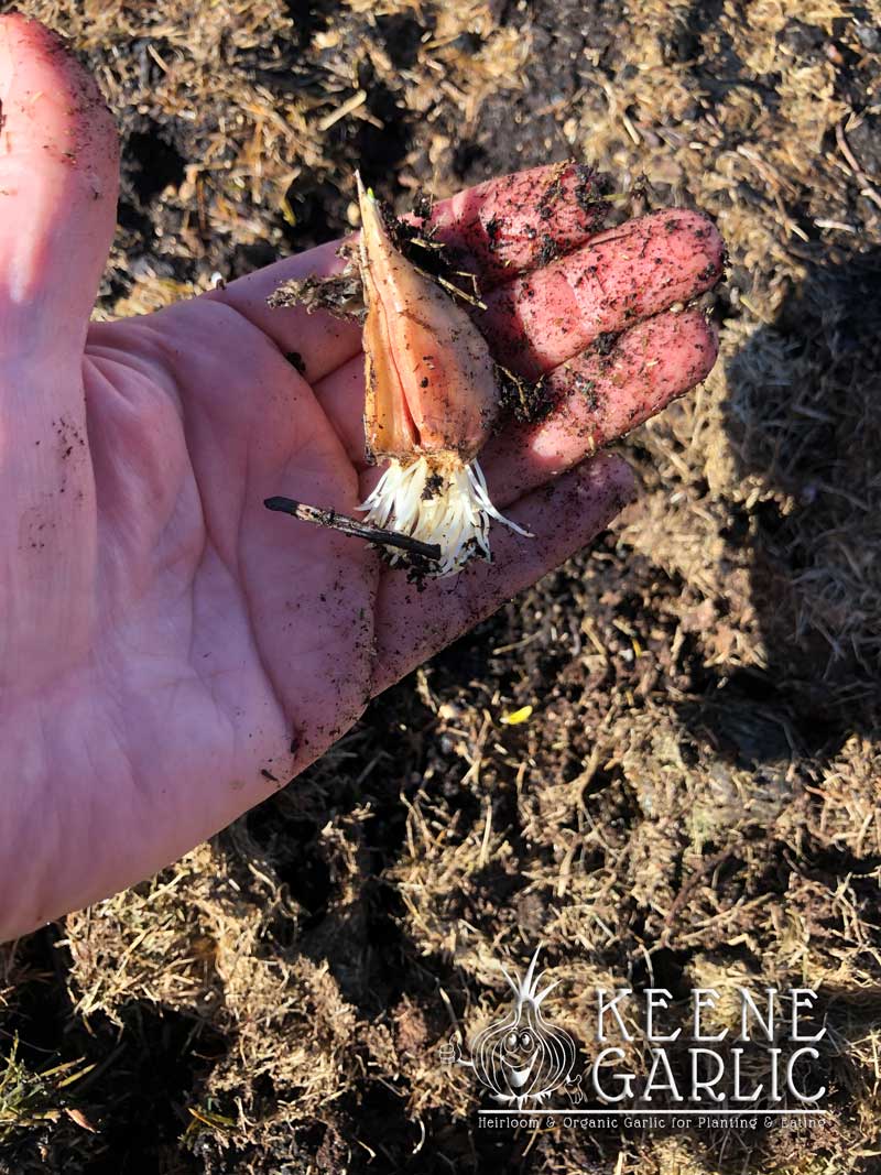 Planting Garlic in the Spring Keene Garlic