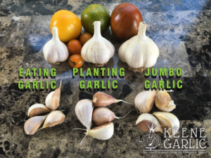 Keene Organics Garlic photo 4