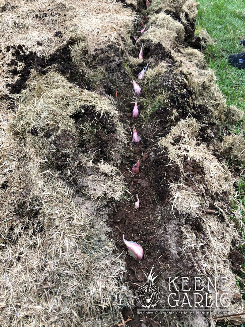Planting Garlic in the Spring Keene Garlic