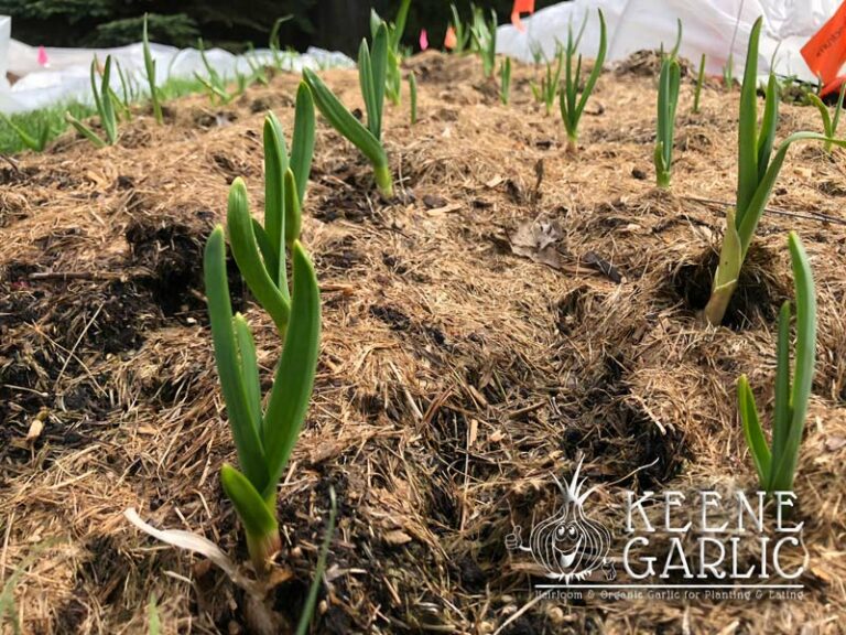 Planting Garlic in the Spring Keene Garlic