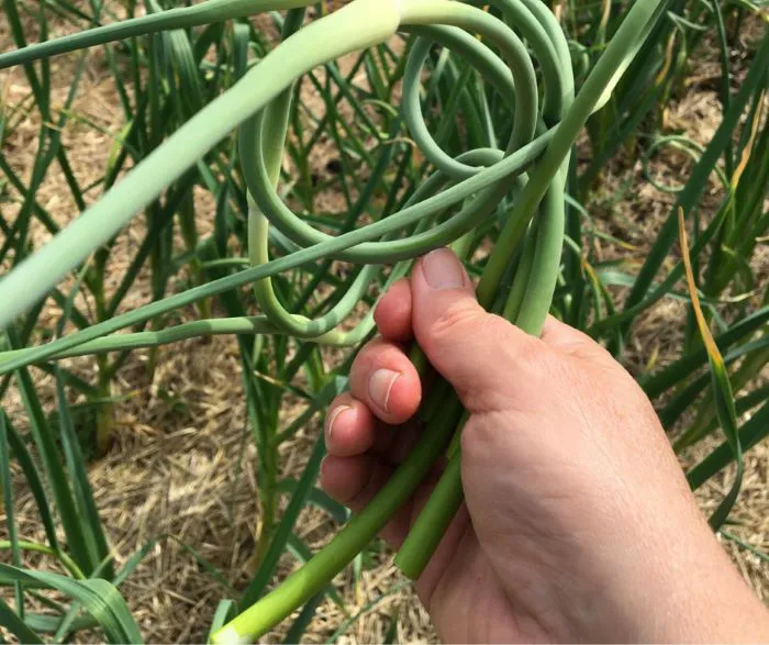 Freshly Picked Garlic Scapes