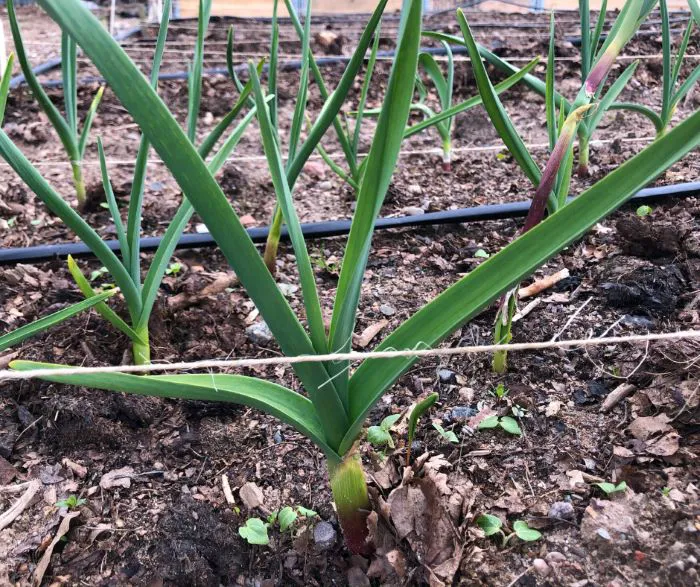 Irrigation for Garlic