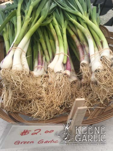Green Garlic Seed for Spring Planting
