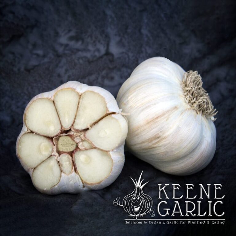 Featured Garlic Varieties Keene Garlic