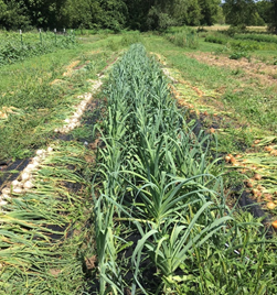 Onion, Shallot, Garlic Collection Plants - Certified Organic