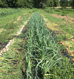 ONION TRANSPLANTS PLANTING GUIDE