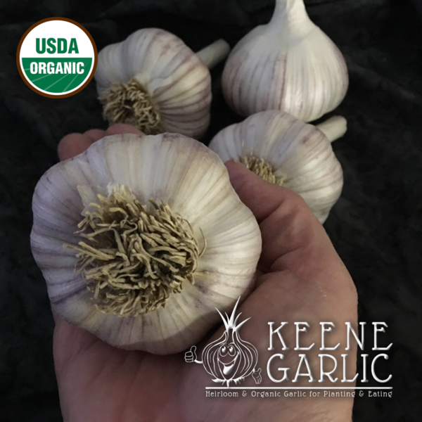Korean Red (Wisconsin) Certified Organic Garlic Bulbs